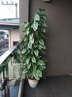 Potted Artificial Plant (6 Feet)