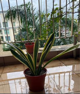(Category: ) located in . Submitted by husainfaizi (Listing ID 1307994860, Image 1). Description: .