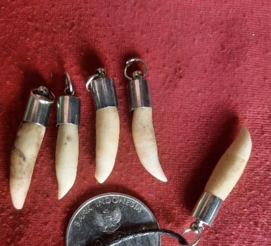 Taring Dolphine (Category: Jewelry) located in Kuala Lumpur. Submitted by arch.dr (Listing ID 1308102403, Image 1). Description: Offer lah Feel free to contact. Ada panduan “buat duit remote working” diberi. Free(auto dapat bile mesej).