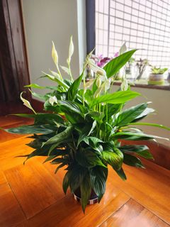（分類：）位於 。 由 molixiang 提交（商品編號 1307611433，圖片 1）。簡介： 。
