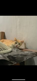 (Kategori: ) berada di . Dikirim oleh wiwaxia (ID iklan 1308204119, Gambar 1). Deskripsi: .
