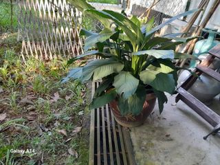 (Category: ) located in . Submitted by eagle71 (Listing ID 1308157510, Image 1). Description: .