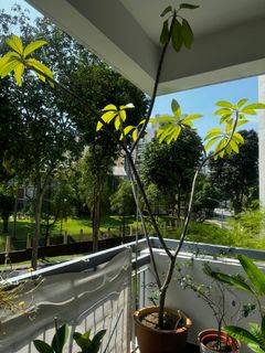 (Category: ) located in . Submitted by lulanar (Listing ID 1308510336, Image 1). Description: .