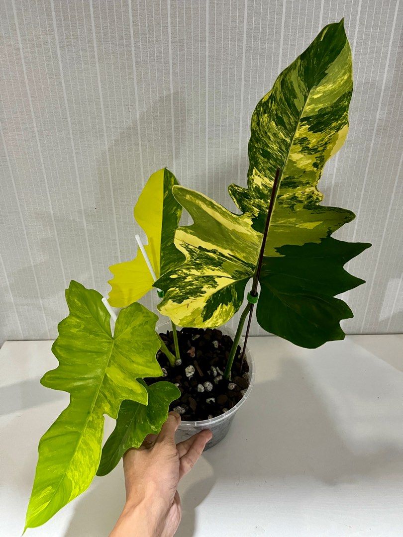 希少 Philodendron williamsii Variegated レア！Philodendron