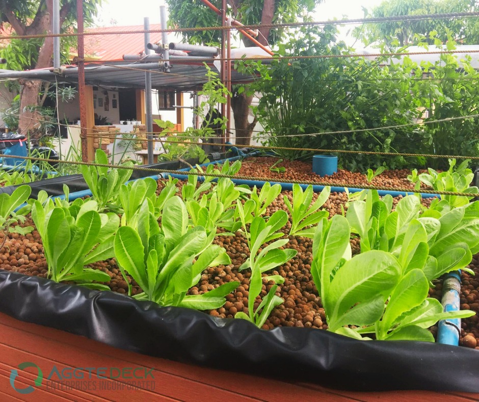 COMPLETE SET UP| CHIEF MEDIA GROWBED (AQUAPONICS), Furniture & Home ...