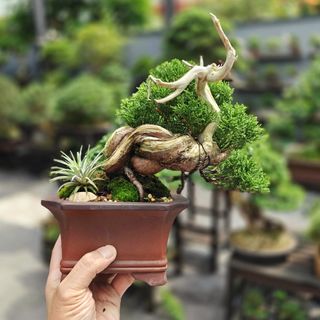 (Category: ) located in . Submitted by jia_bonsai_singapore (Listing ID 1308687480, Image 1). Description: .