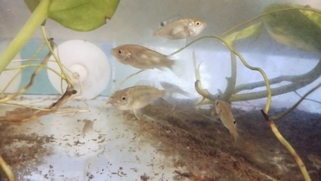 Wild fish tank cheap