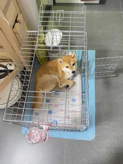 （分類：）位於 。 由 bickyvic 提交（商品編號 1308880438，圖片 1）。簡介： 。