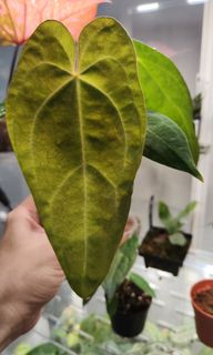 (Category: ) located in . Submitted by platyfolia (Listing ID 1302903129, Image 1). Description: .