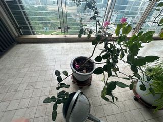 (Category: ) located in . Submitted by jojo76199 (Listing ID 1308916658, Image 1). Description: .