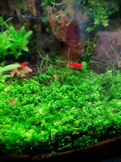 (Category: ) located in . Submitted by bryantan.lt (Listing ID 1308836538, Image 1). Description: .