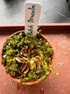 (Category: ) located in . Submitted by vftgardener (Listing ID 1308878442, Image 1). Description: .