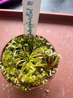 (Category: ) located in . Submitted by vftgardener (Listing ID 1308876999, Image 1). Description: .