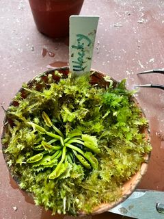 (Category: ) located in . Submitted by vftgardener (Listing ID 1308878873, Image 1). Description: .