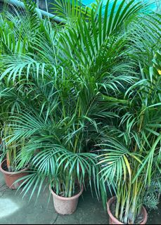 (Category: ) located in . Submitted by gardenfunfarm (Listing ID 1308907011, Image 1). Description: .