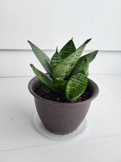 （分類：）位於 。 由 purple678 提交（商品編號 1309004509，圖片 1）。簡介： 。