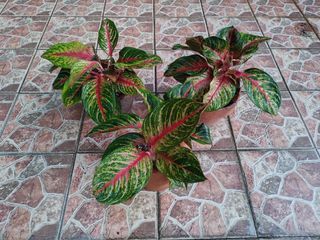 Aglaonema Red Emerald Plant Terracotta Pot