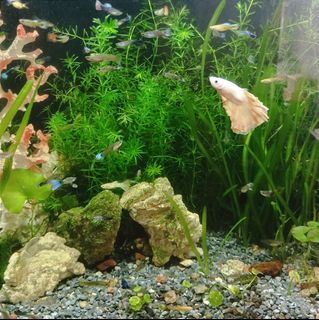 (Category: ) located in . Submitted by lucky.happy (Listing ID 1307837274, Image 1). Description: .