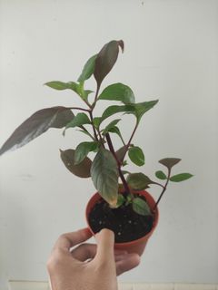 (Category: ) located in . Submitted by plantitrighthere (Listing ID 1309027857, Image 1). Description: .