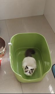 (Category: ) located in . Submitted by mary_bean (Listing ID 1309107260, Image 1). Description: .
