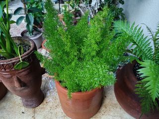 Foxtail Plant Terracotta Pot