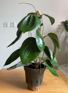 （分類：）位於 。 由 mtchty 提交（商品編號 1309037858，圖片 1）。簡介： 。