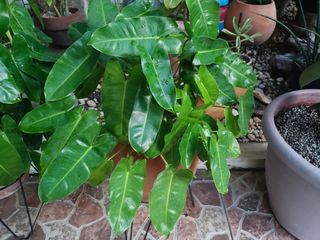 Philo Burle Marxe Plant Terracotta Pot (add 200 for stand)