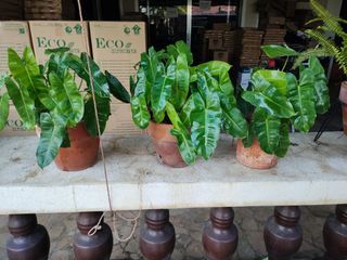 Philodendron Burle Marx Plant Terracotta Pot