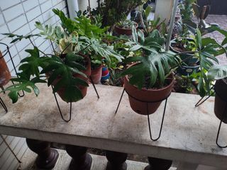 Philodendron Mayoi Plant Terracotta Pot (add 200 for stand)