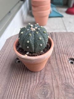 （分類：）位於 。 由 miruni 提交（商品編號 1309240587，圖片 1）。簡介： 。