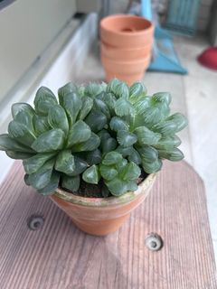 （分類：）位於 。 由 miruni 提交（商品編號 1309238785，圖片 1）。簡介： 。