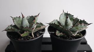 （分類：）位於 。 由 madness_corner 提交（商品編號 1305148803，圖片 1）。簡介： 。