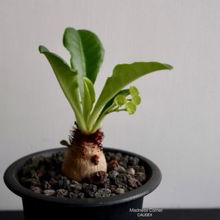 （分類：）位於 。 由 madness_corner 提交（商品編號 1309274633，圖片 1）。簡介： 。