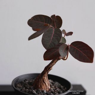 （分類：）位於 。 由 madness_corner 提交（商品編號 1303666766，圖片 1）。簡介： 。