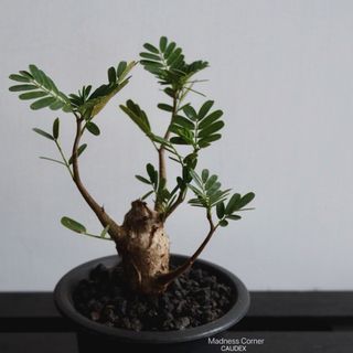 （分類：）位於 。 由 madness_corner 提交（商品編號 1309270988，圖片 1）。簡介： 。