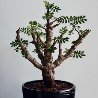 （分類：）位於 。 由 madness_corner 提交（商品編號 1298485546，圖片 1）。簡介： 。