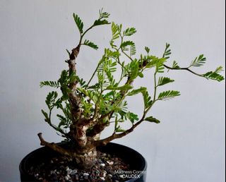 （分類：）位於 。 由 madness_corner 提交（商品編號 1309274175，圖片 1）。簡介： 。