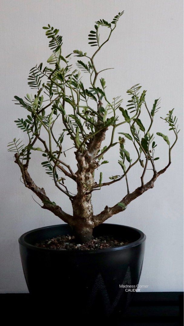 多肉植物Senna meridionalis 沙漠蘇木 メリジョナリス センナ 多肉植物