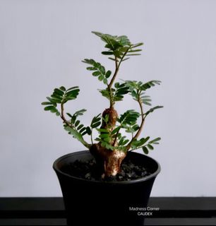 （分類：）位於 。 由 madness_corner 提交（商品編號 1303959216，圖片 1）。簡介： 。