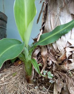 (Category: ) located in . Submitted by plants888 (Listing ID 1309338537, Image 1). Description: .