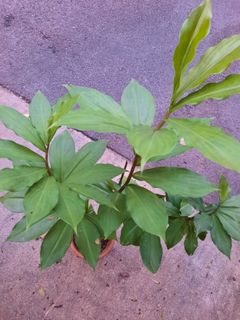 (Category: ) located in . Submitted by roseandplants (Listing ID 1309327076, Image 1). Description: .