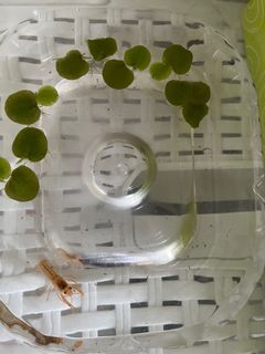 （分類：）位於 。 由 jwyl1 提交（商品編號 1309272342，圖片 1）。簡介： 。