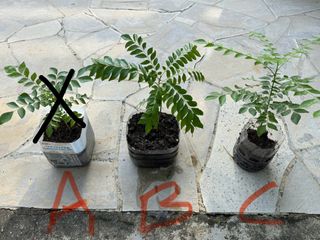 (Category: ) located in . Submitted by active_gardening (Listing ID 1298707220, Image 1). Description: .