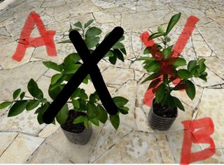 (Category: ) located in . Submitted by active_gardening (Listing ID 1306047665, Image 1). Description: .