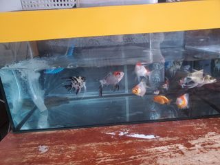 (Category: ) located in . Submitted by j.stone007 (Listing ID 1309248202, Image 1). Description: .
