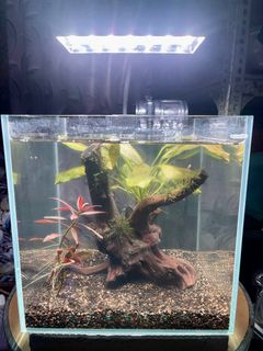 (Category: ) located in . Submitted by RiezCustomCollection (Listing ID 1309542748, Image 1). Description: .