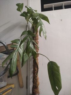 (Category: ) located in . Submitted by plantitrighthere (Listing ID 1309503560, Image 1). Description: .