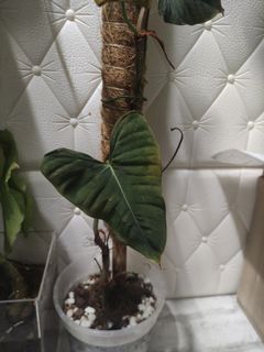(Category: ) located in . Submitted by plantitrighthere (Listing ID 1309500343, Image 1). Description: .
