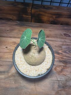 （分類：）位於 。 由 caudexseeding 提交（商品編號 1309389613，圖片 1）。簡介： 。