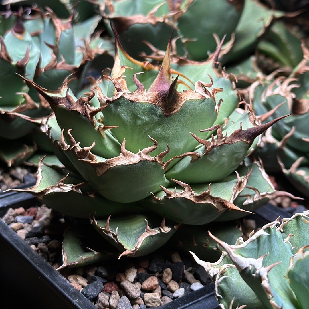 アガベ 金剛狼 極上株